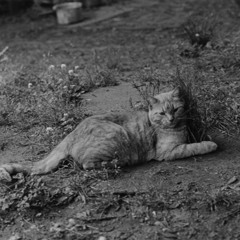 Un Gandano en la Noche (López)