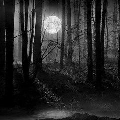 The Forest(from The Dark Book)