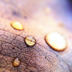 the First rains of Spring