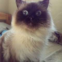 BOUNCEHUMANISM || T-MO