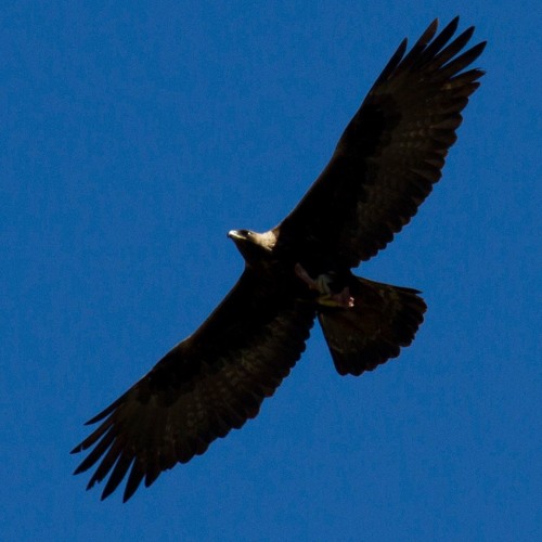 Stream Aigle Royal By Eeddpnrc Listen Online For Free On Soundcloud