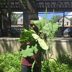 Mint Club. - By Mistake