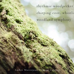 Woodland Symphony (Naviarhaiku125 - rhythmic woodpecker)