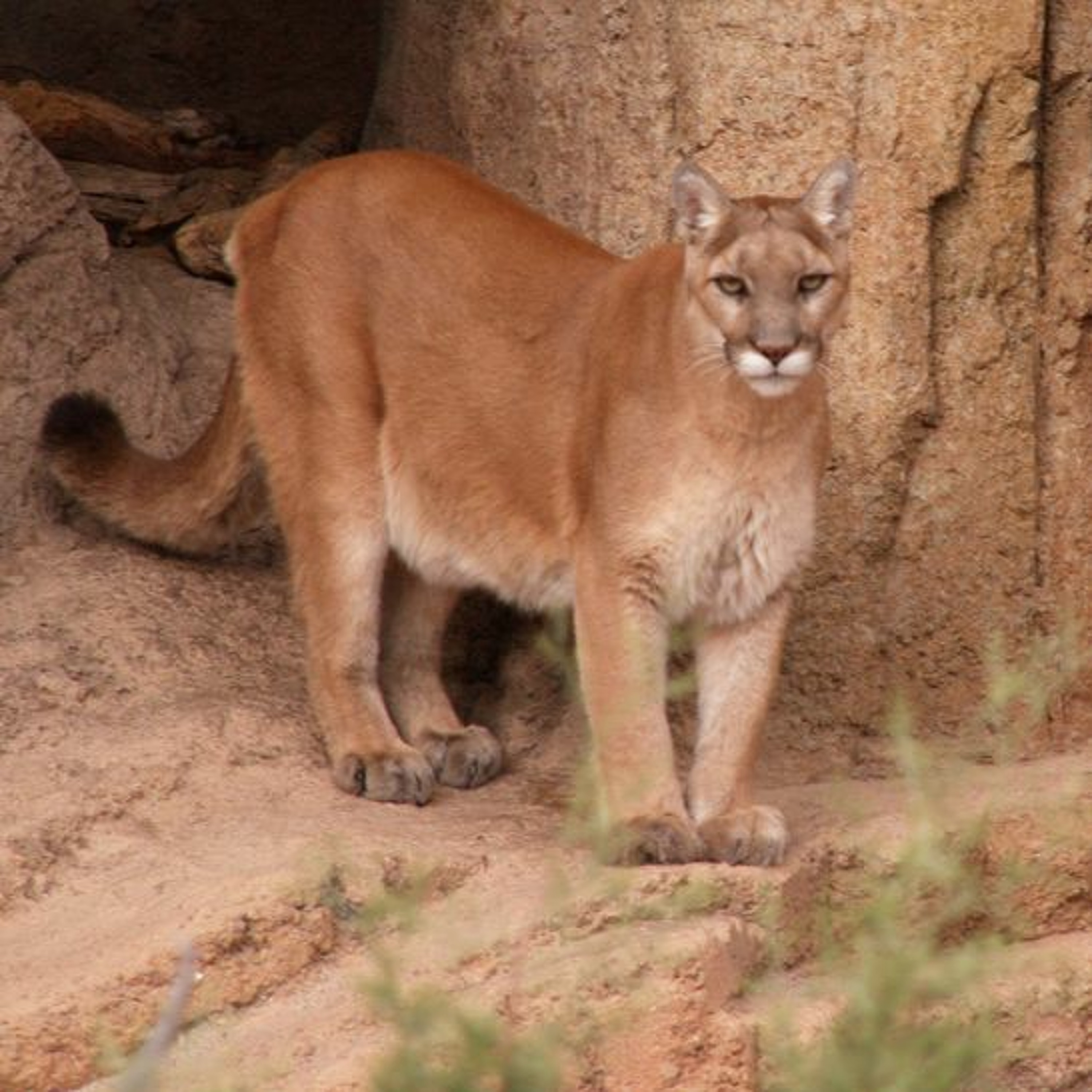 Episode 4: Mountain Lion Time episode artwork
