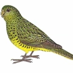 The forgotten call of the night parrot