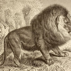 Cape Lion(part Os Ticoãs - Ogundê)