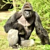 "Difficult to judge": Did the Cincinnati Zoo gorilla deserve to die?