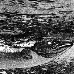 -w-i-l-d-s-a-l-m-o-n-