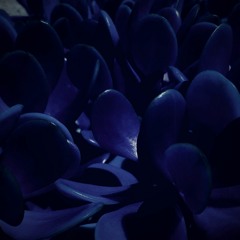 Black Silk