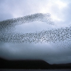 FLOCK