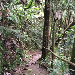 Andean Motmot and frogs in Jardín Botánica