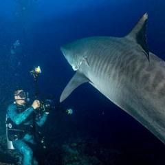 Kaikea Nakachi: Hawaiian shark scientist and conservationist