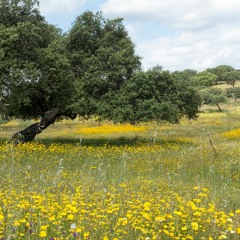 Noon Nature Vocals In Extremadura