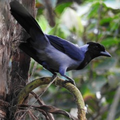 PUTUMAYO 2016: La Selva Nos Llama 2