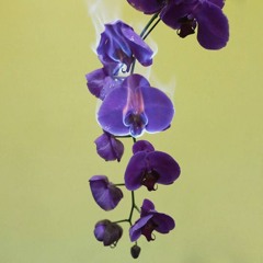 Prince / One From Vault