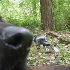 Hihat dog vs Recorder with WindScreen muff ...  (Free Download )