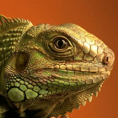 W Andrew McDonald & Sarp Karaer - Sanctuary