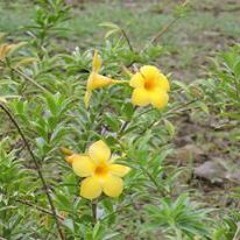 Nga Lungse Kom YaSikra