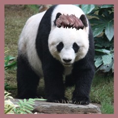 Pandatalk (Zayn x Desiigner x Isaac Mashup)