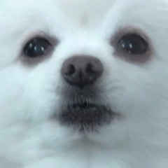 Song That Might Play When You Pet Gabe