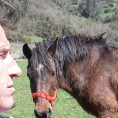 Lonely Horse