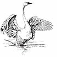 cygne - saar:erer