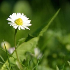 Mindfulness Kilkenny -The Body Scan.mp3