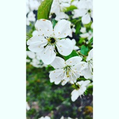 All Of Me-cover by Aksana