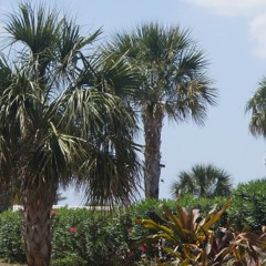 5's (Ft. DVRK TRIVD, FLY FVCE and OPTIMIST)