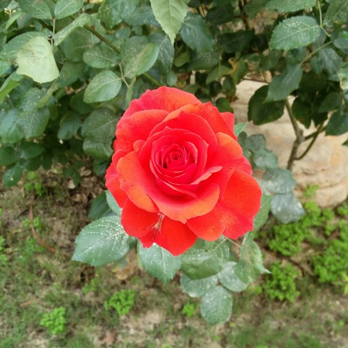 نجاة الصغيرة ــ إستناني..mp3