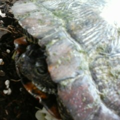 TURTLE ATTACK!!!