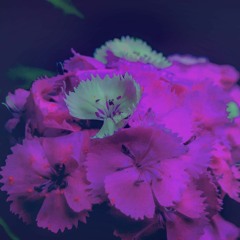 beautiful, just for you X AnalyticL