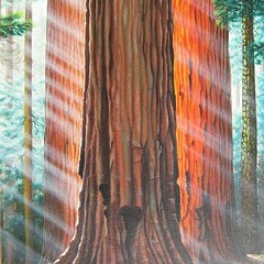 Sequoia Seeds