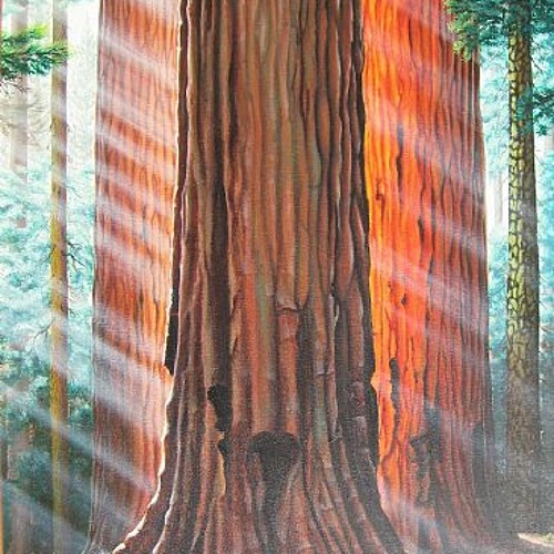 Sequoia Seeds