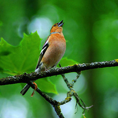 Que vienne ton règne - Alto