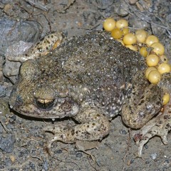 Wild sounds of Barcelona