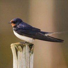 Swallow and Cuckoo - River Frome