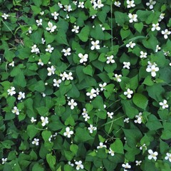 MISIA- Everything(Cover)