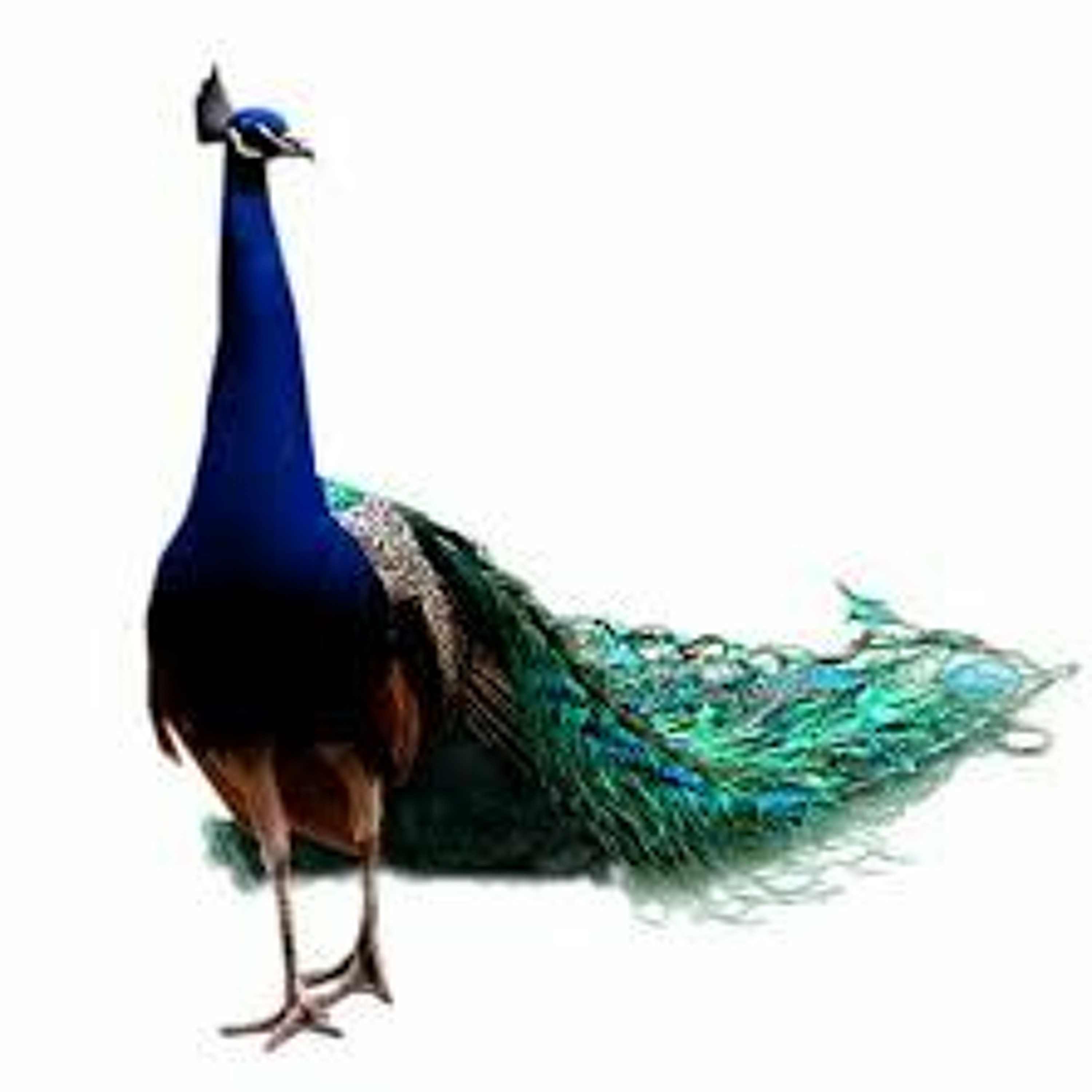 FABULUS FAB
