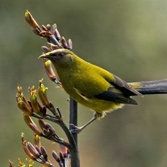 Ruakure Hond English Pou Korero Part 2