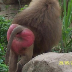 SENİNLE+ANAL+SEKS+YAPAMAM