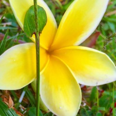 "AFRO HAIR"- KERILYN & KEALIA ૐ