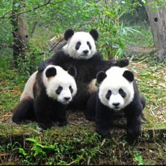 Bamboo Mix (Vol. 2)