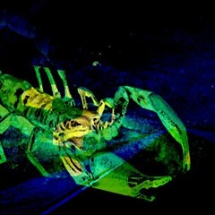 MoozeBlaster - Enigma