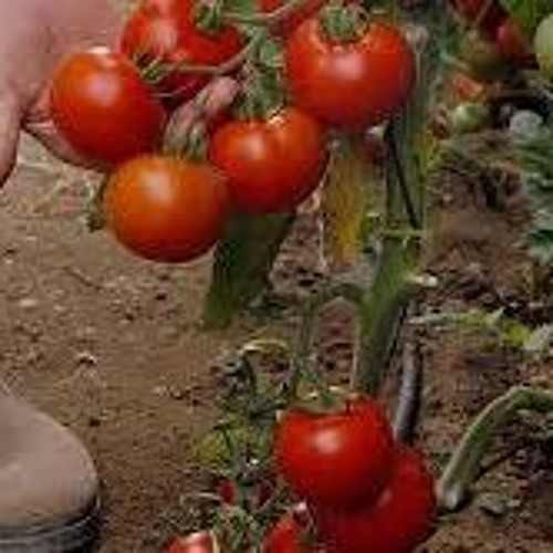 Buleria Tomates