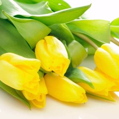 Жёлтые Тюльпаны — Ебанько