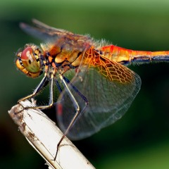 Dragonfly