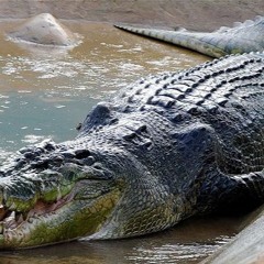 Crocodillo Remix