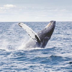 Whale Song