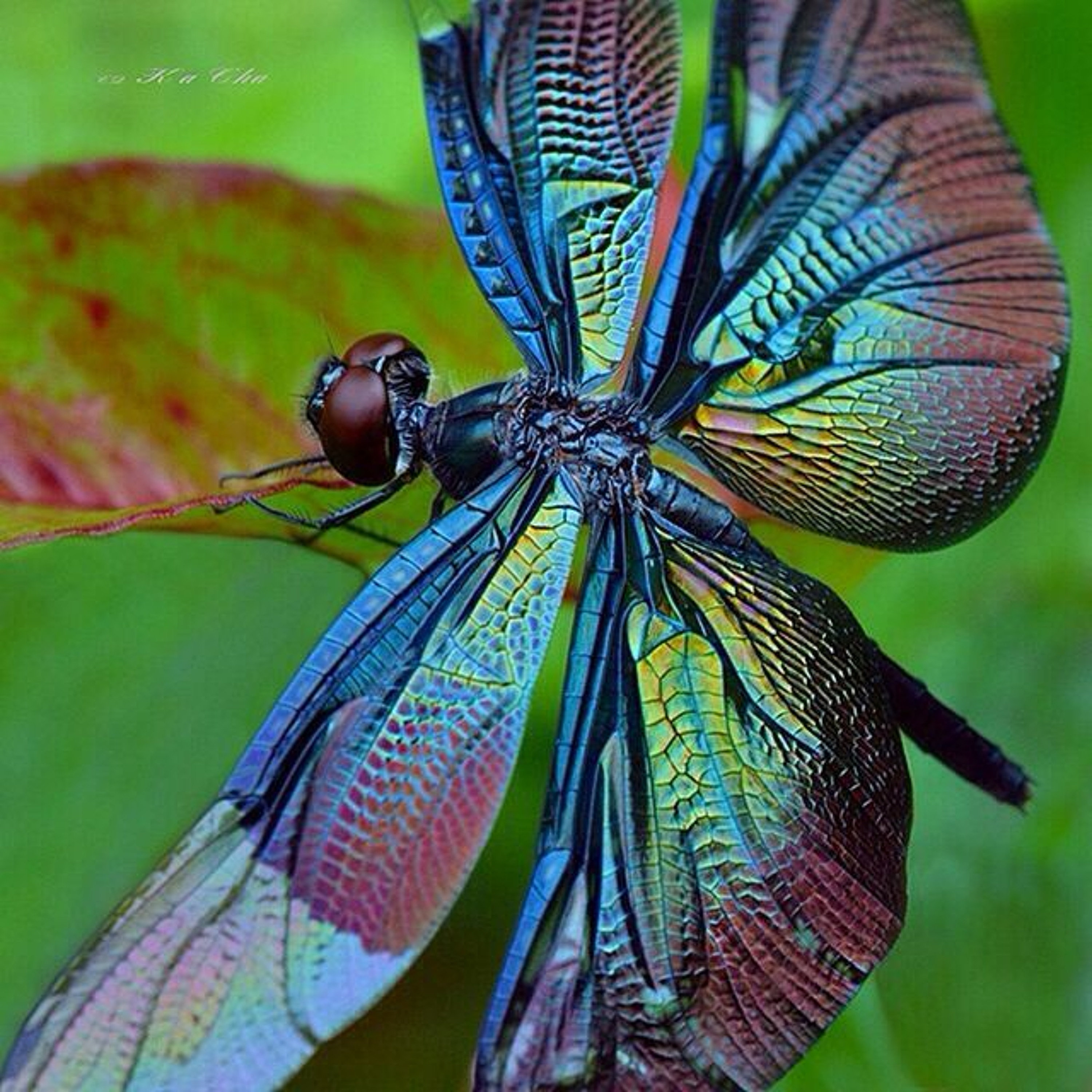 Dragonfly1 episode artwork
